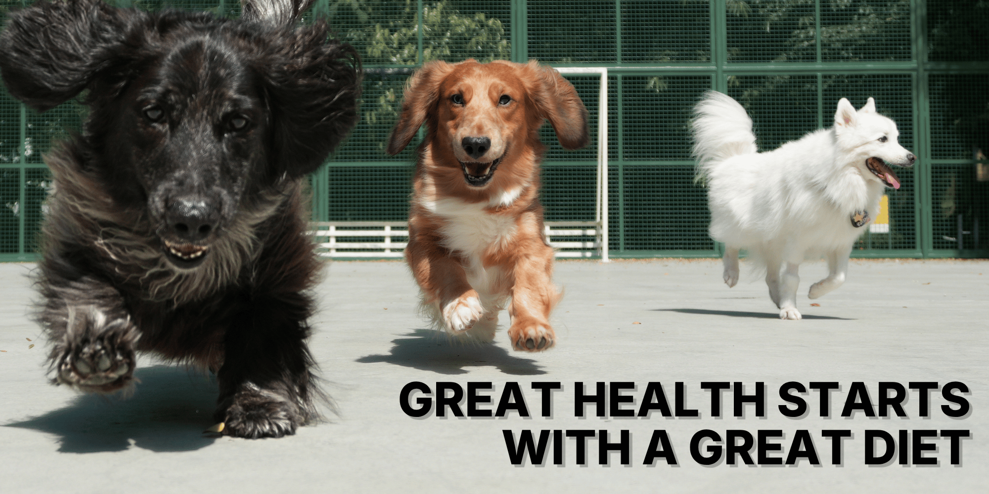 GREAT HEALTH STARTS WITH A GREAT DIET