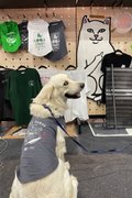 ZHD x PAWFF PET TEE