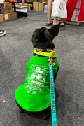ZHD x PAWFF PET TEE