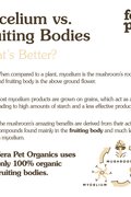 Organic Mushroom Blend for Immune Support