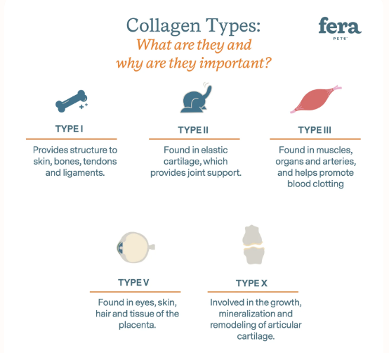 Collagen Plus (60 servings, powder)