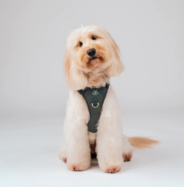 Gentle Pup Easy Harness V2 - Ash