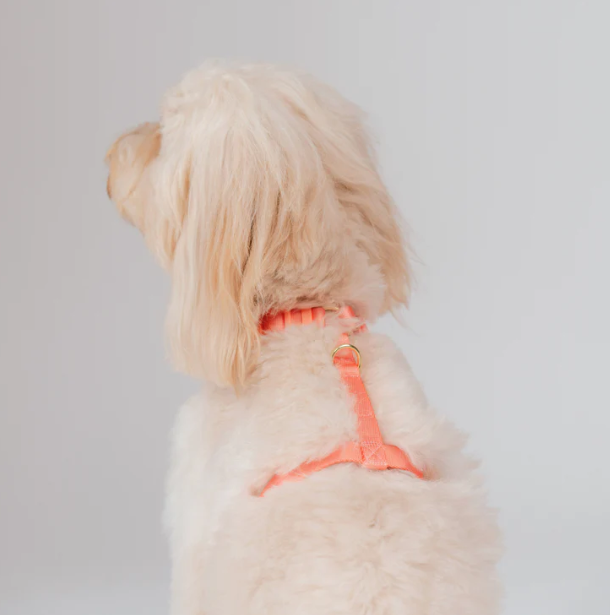 Gentle Pup Easy Harness V2 - Cherry