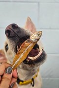 Big Anchovies