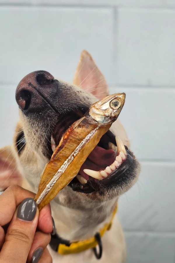 Big Anchovies