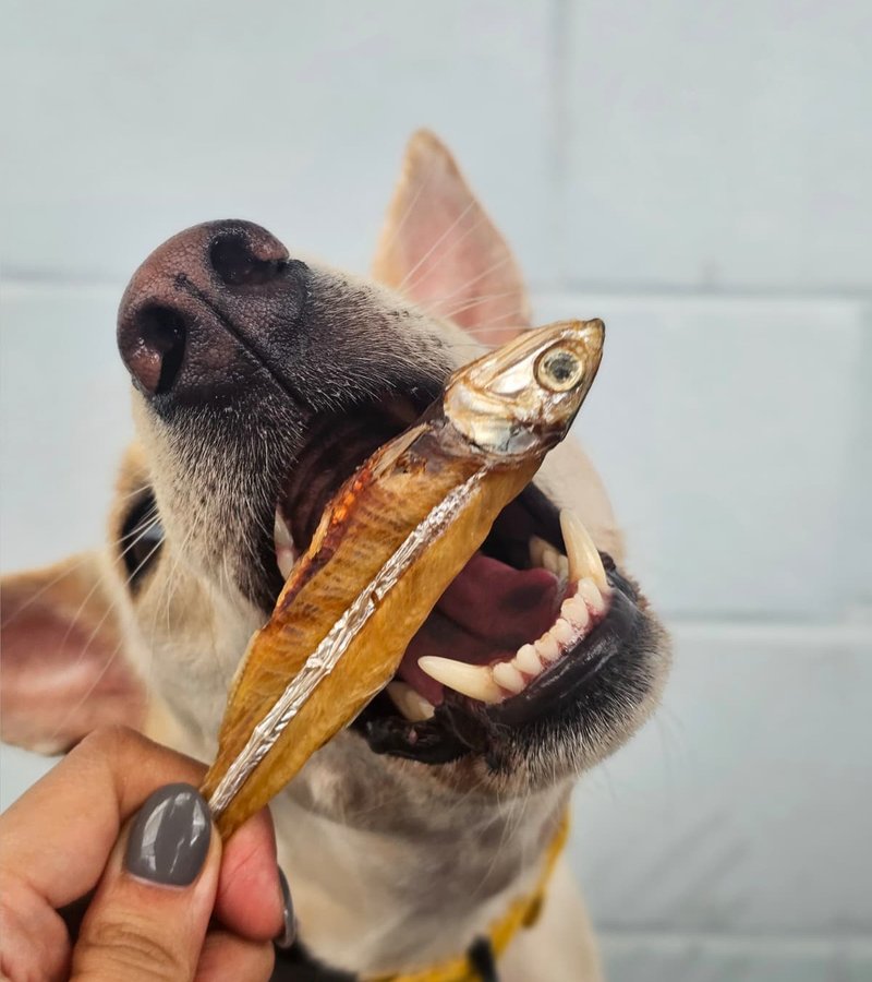 Big Anchovies