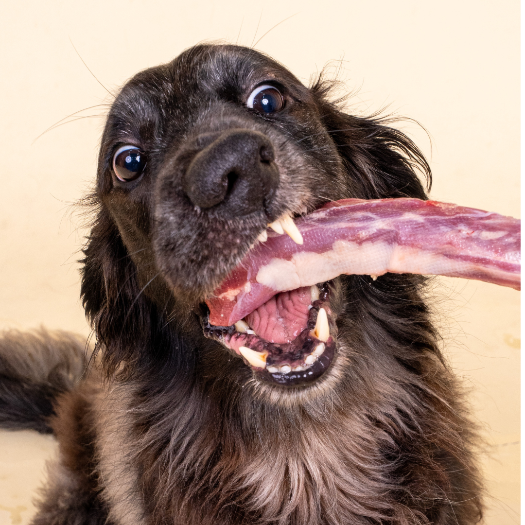 BARF vs PMR vs FEDIAF: Which Pet Diet is Best for Your Dog or Cat?