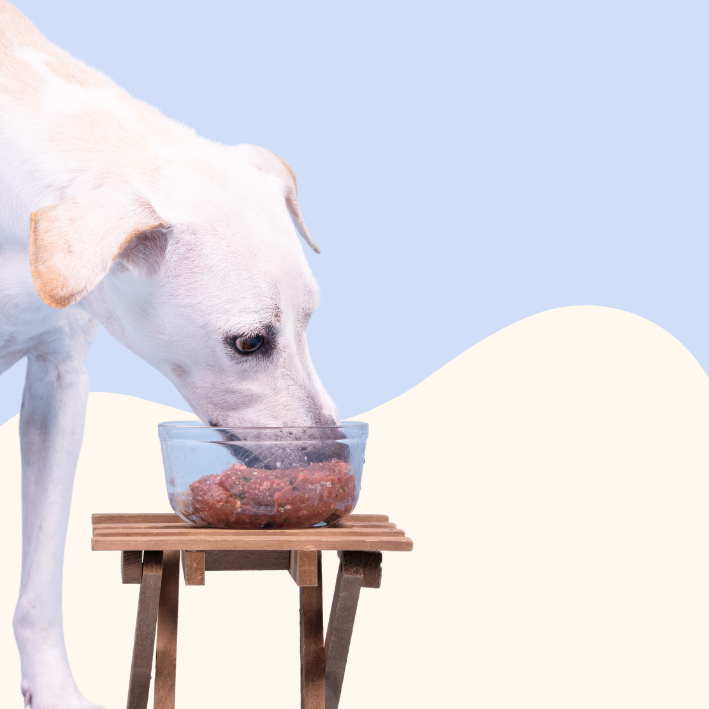 How to Transition Your Pet to a New Diet Safely (Step-by-Step Guide)