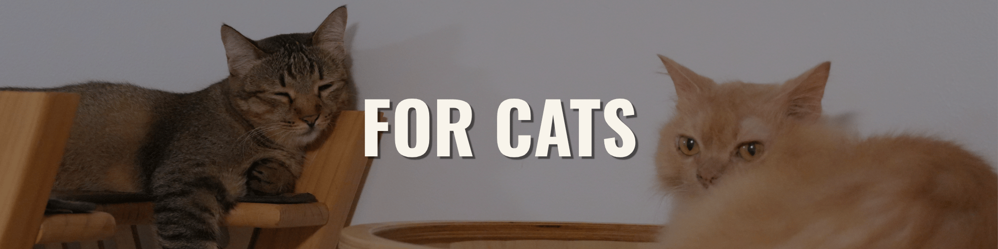 FOR CATS