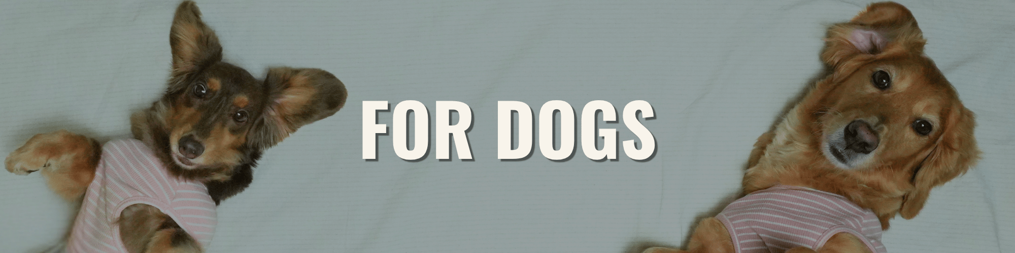 FOR DOGS