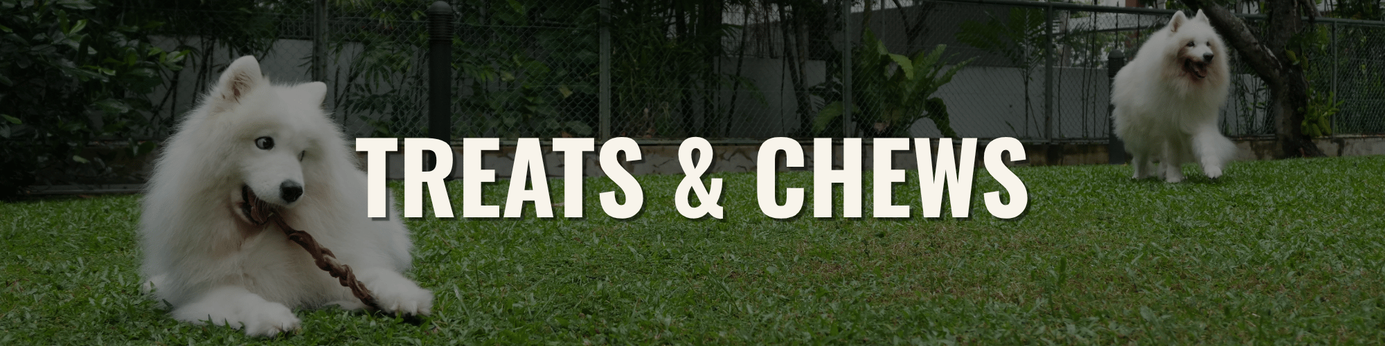 TREATS & CHEWS