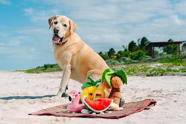 Tropical Paradise Squeaky Plush Dog Toy