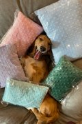 Hi5Paws Classic Pillow
